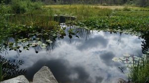 Beaver Lake Restoration Plan