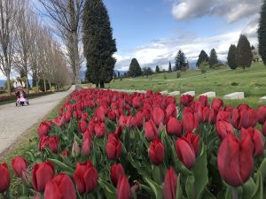 May 5 Tulips