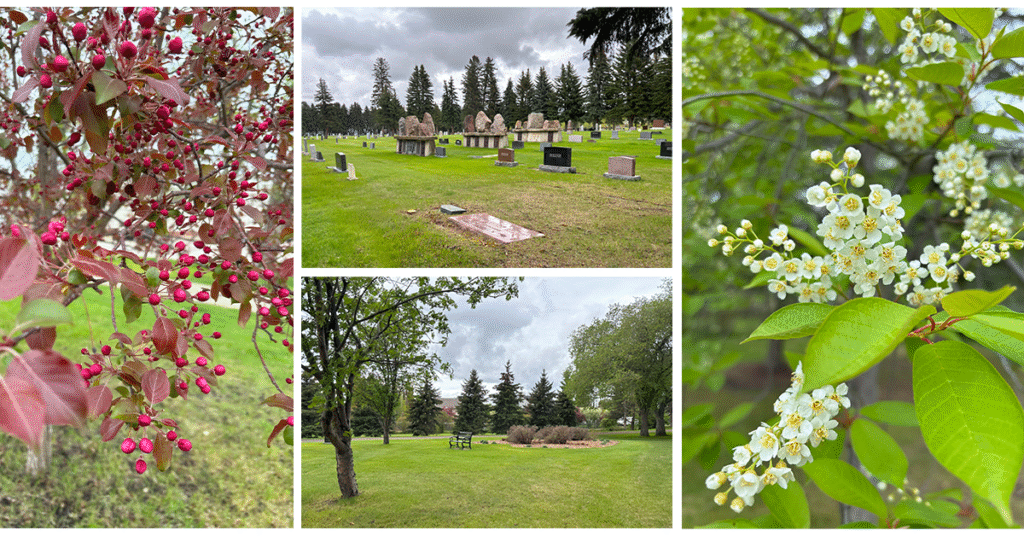 fairview cemetery lacombe alberta